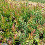 Tyčinkovec kopijovitolistý (Callistemon citrinus) ´LAEVIS´ - výška 30-50 cm, C2L, červený 